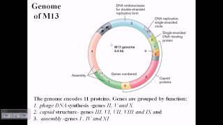 M13 phage genome structure [upl. by Toy371]