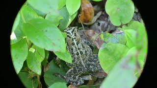 Closeup of the American toad Anaxyrus americanus [upl. by Troth574]