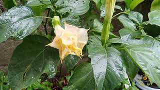 Lluvia 🌧️⛈️ En El Jardín  colibrí bebeshita plantas jardín [upl. by Berti]