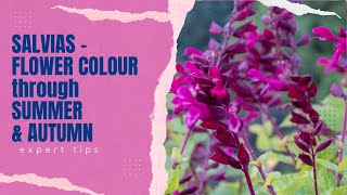 Salvias  Expert Tips on How to Grow These LongLasting Garden Flowers [upl. by Yelrak]