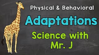 What are Adaptations  Physical Adaptations amp Behavioral Adaptations [upl. by Aber]