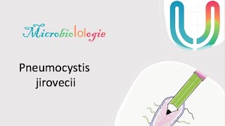 Urgences  MicrobioLOLogie  Pneumocystis jirovecii 🦠🧫 [upl. by Novaat39]