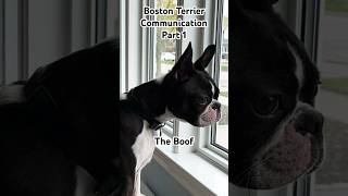 Boston Terrier Communication Part 1 bostonterrier bostonterrierlove dog shorts [upl. by Lleze]