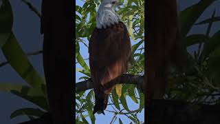 Brahminy Kite  Haliastur indus  Western Ghats  Nikon Z6III  180 600 zoom Lens [upl. by Lajib54]