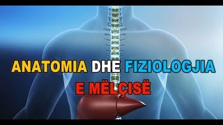 ANATOMIA DHE FIZIOLOGJIA E MËLÇISË  3D [upl. by Naujuj]