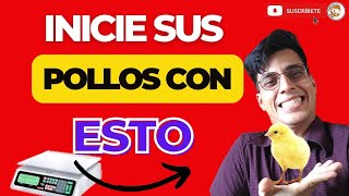 🔎ESTO ES LO QUE NECESITA PARA INICIAR CON 100 POLLOS DE ENGORDE 🐔 EMPIEZA TU NEGOCIO DESDE CASA🔨 [upl. by Gilberto]