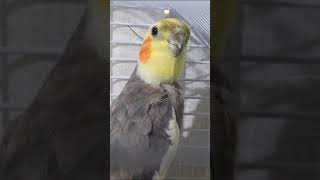 Cockatiel singing the Addams family [upl. by Irihs502]