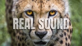 Awesome Cheetah Voice Sound  Roar of Cheetah  Love Pets [upl. by Lipson448]