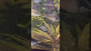 Beautiful Praecox Rainbowfish Showing Off [upl. by Thetisa838]