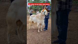 2024 Bakrid special Nellore Judipi Sheep 95 KGS live weight [upl. by Hamachi]