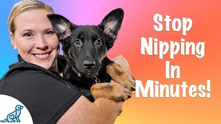 How To Stop Your Puppy From Biting [upl. by Asp]