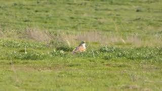 Ferruginous Hawk near Soda Lake 22024 [upl. by Erreipnaej579]