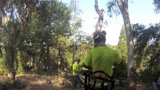 Bixler Tree Service Auburn CA [upl. by Nemra]