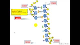 Chain Termination Sanger method DNA sequencing English Dr Essam Ibrahim [upl. by Gokey821]