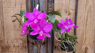 Cattleya percevaliana Dendrobium sulawesiense Orquídeas floridas no outono [upl. by Yleve]