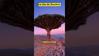 Socotra Un mundo perdido en el Mar Arábigo [upl. by Zwick332]