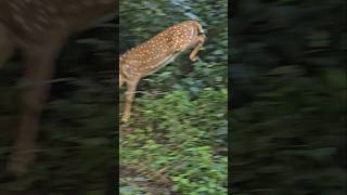 First day of corbett  Forest vibes shorts wildlife nature forest birds [upl. by Aicatsanna]