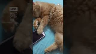 my cat short mysimba sleeping beauty [upl. by Anik]