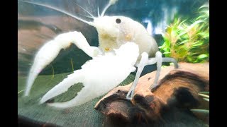 RARE PLATINUM Crayfish For My DREAM Tank Part 2 [upl. by Nirihs978]