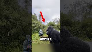 Gorilla Beating It’s Chest [upl. by Sicnarf]