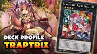 TRAPTRIX DECK LIST  OUTUBRO 2024  YUGIOH [upl. by Evol]