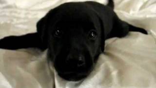 Playful Barking Black Labrador Retriever Puppy 37 Days Old [upl. by Poulter273]