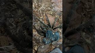 Brazilian Black Taranula Molting Grammostola Pulchra tarantulasoftheworld shorts wildlife [upl. by Yeslehc248]