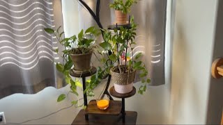 Plant Stand With Grow Lights Review [upl. by Hedwig]