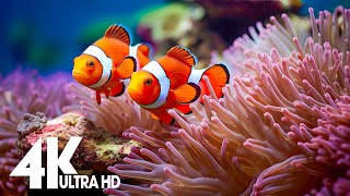 Aquarium 4K ULTRA HD  The Most Beautiful Fish In The World The Ultimate Underwater Escape [upl. by Cacka55]