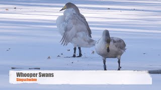 Whooper Swans Cygnus cygnus  Singschwäne [upl. by Kaylil443]