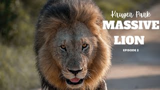 Kruger National park  Massive Lion Malelane camp episode 2 [upl. by Rush]