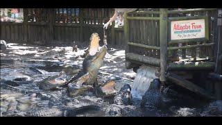 Alligator Feeding Time at St Augustine Alligator Farm Zoological Park [upl. by Onitsoga]