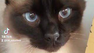 Chocolate Point Balinese Cat [upl. by Nirehtac]