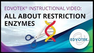 Edvotek Instructional Video All About Restriction Enzymes [upl. by Snilloc]