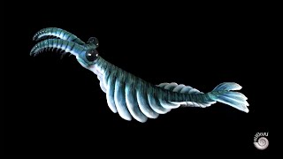 Anomalocaris canadensis  Creature of the Cambrian Explosion [upl. by Jez]