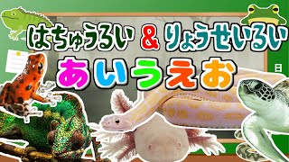 【はちゅうるい＆りょうせいるい あいうえお】子供向け とかげ、わに、かめ、かえるなど 【フラッシュカード】 [upl. by Dnomso]