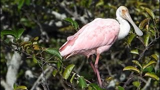 Roseate Spoonbill Perched in a Tree in South Florida [upl. by Obaza]