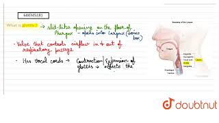 What is glottis   12  BREATHING AND EXCHANGE OF GASES  BIOLOGY  AAKASH INSTITUTE ENGLISH [upl. by Ania351]