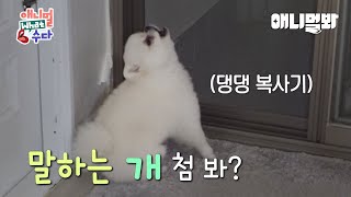 특종 사람과 대화가 가능한 개들이 있다ㅣBREAKING Dogs That Can Talk With Humans [upl. by Nnaael]