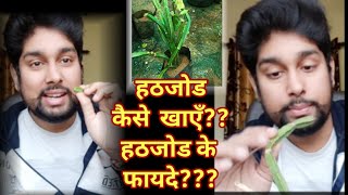 हड़जोड़ या अस्थिसंधानक।।How to use Hadjod PlantBone jodne ke liye kya khayeBest plant for bones [upl. by Corenda]