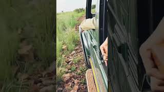 Ranthambore National Park best time to visitzone 6 👇 travel ranthambore safari jungle [upl. by Eannyl]