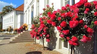 Insel Rügen  200 Rosen für Putbus [upl. by Nadnerb]