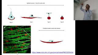 BCTATessuto Muscolare Introduzione Evolutiva [upl. by Zanze]