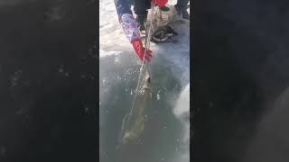 Ice fishing  Fishing in Ice Hole​ Get a Lot of Fish  68 [upl. by Allx]