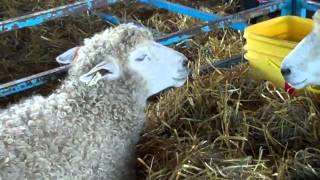 2010 NYS Sheep amp Wool Festival Highlights  from Knitters Review [upl. by Bacchus]