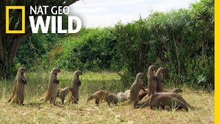 Mongooses Stick Together For Survival  Nat Geo Wild [upl. by Aititil]