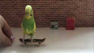 Trieste Visiers 5 step beginers course how to train your budgies to skateboard [upl. by Arda783]