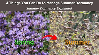 Will Your CA Native Garden Look Dead in Summer You Decide  Summer Dormancy Explained [upl. by Niveg]