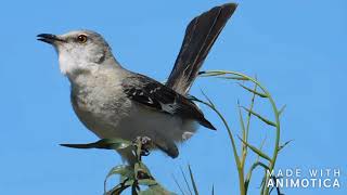 Northern Mockingbird  Sounds and Calls [upl. by Aerb]