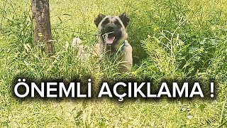 NAZLININ DURUMU İYİYE GİDİYOR KANASLA İLGİLİ NET ÇÖZÜM KÖPEĞİMİ SAHİPLENDİRECEM [upl. by Westhead]